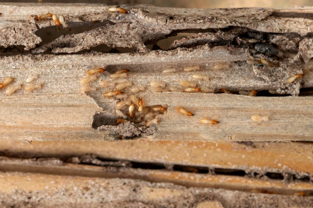 Trusted Walnut, IL Pest Control Experts