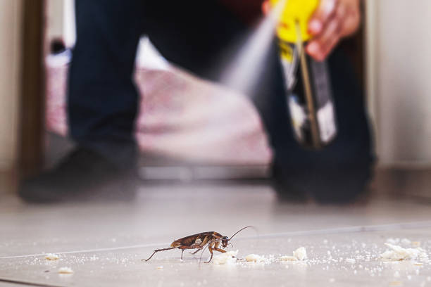 Best Spider Control Near Me  in Walnut, IL
